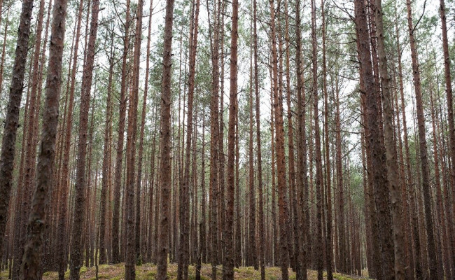 Pēc 2024. gada datiem meža platība Baltijas valstīs ir palikusi relatīvi stabila ar nelielām izmaiņām